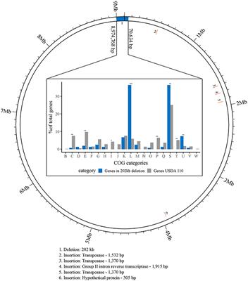 An Integrated Systems Approach Unveils New Aspects of Microoxia-Mediated Regulation in Bradyrhizobium diazoefficiens